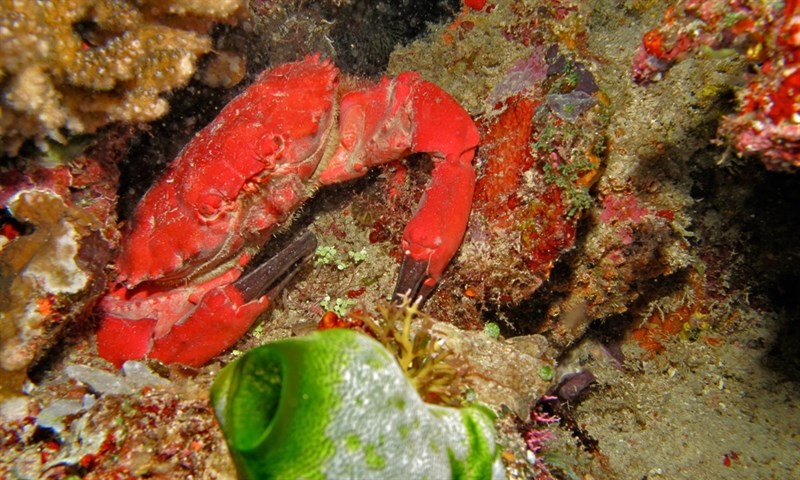 , Splendid Red Spooner Crab, Spiny Spooner Crab, Splendid Spooner Crab, Splendid Reef Crab, Etisus splendidus