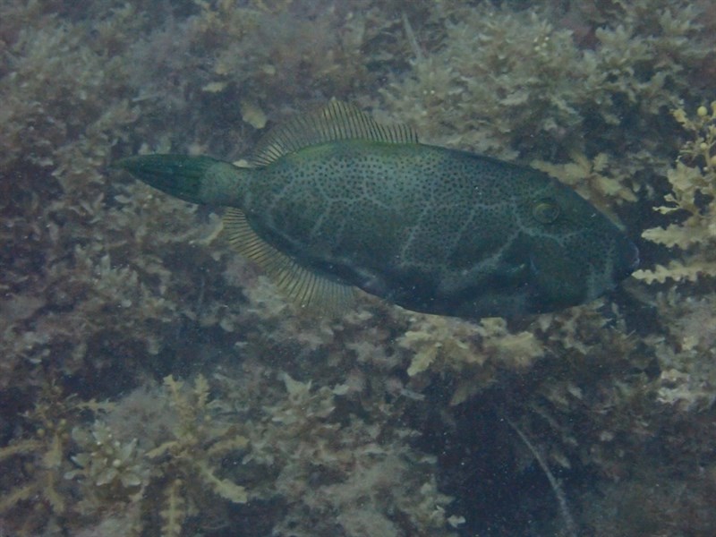 Bluetail leatherjacket, Blue-tailed Leatherjacket, Bluetail Leatherjacket - Eubalichthys cyanoura, Eubalichthys cyanoura