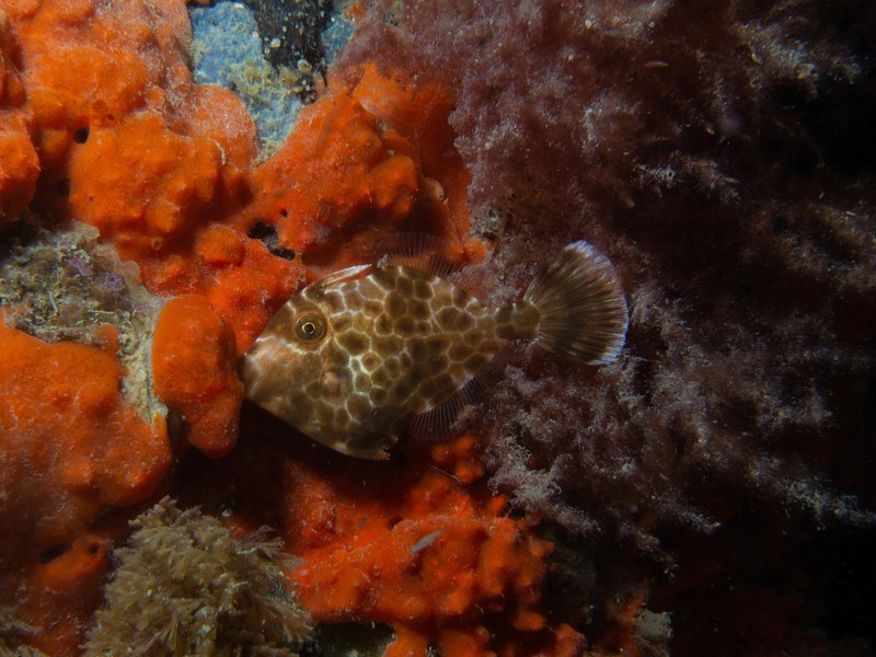 Gunn's leatherjacket, Gunn's Leatherjacket, Black Leatherjacket, Dark Brown Leatherjacket, Dark-Brown Leatherjacket, Velvet Leatherjacket, Eubalichthys gunnii