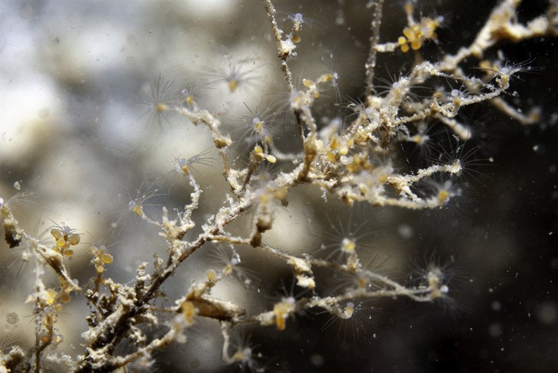 , Eudendrium ramosum