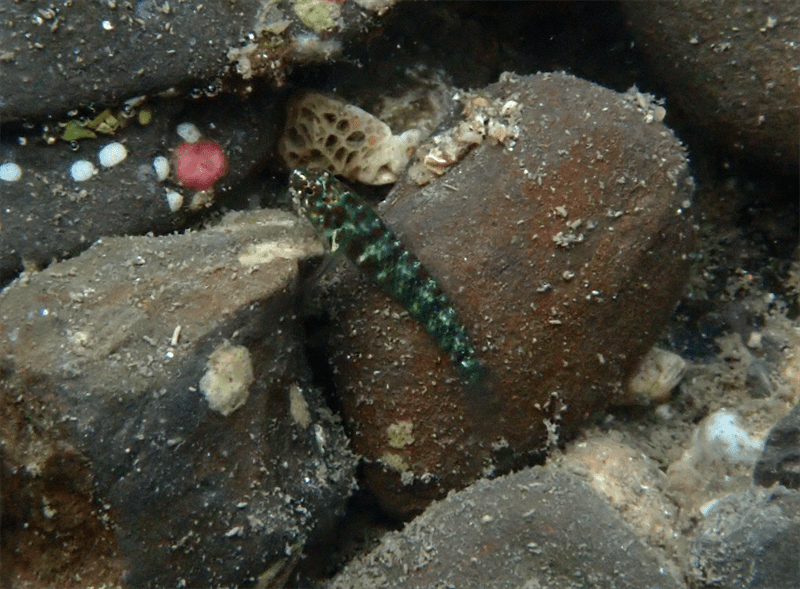 Variable dwarfgoby, Variable Dwarfgoby, Eviota bipunctata