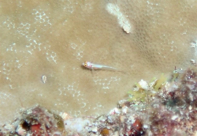 Eastern headspot dwarfgoby, Goby, Eviota karaspila