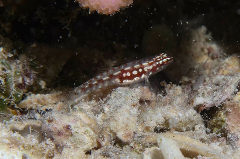 Red Sea dwarfgoby, Red Sea Dwarfgoby, Eviota marerubrum