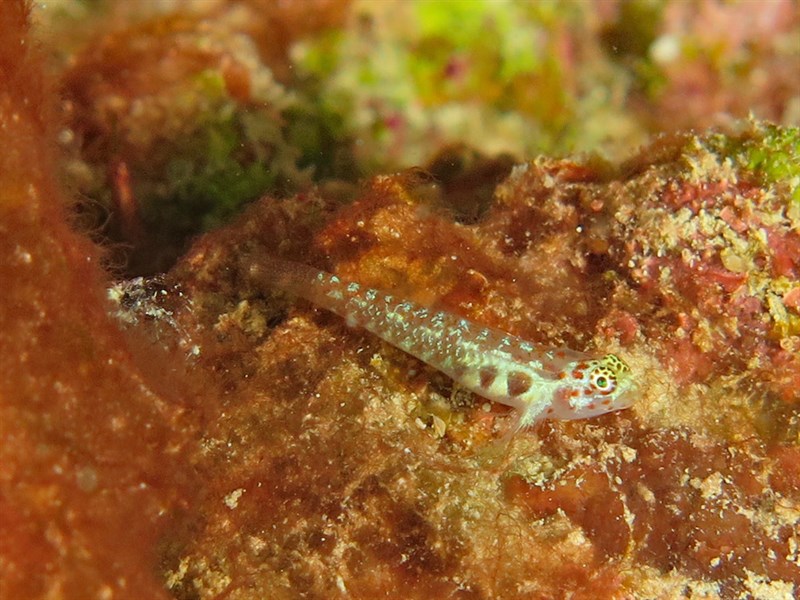 Headspot dwarfgoby, Black-spotted Pygmy-goby, Headspot Dwarfgoby, Headspot Eviota, Melasma Pygmy Goby, Eviota melasma