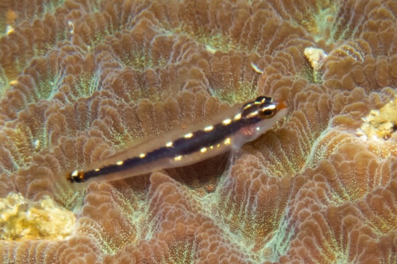 Sebree's dwarfgoby, Sebree's Dwarfgoby, Striped Dwarfgoby, Eviota sebreei