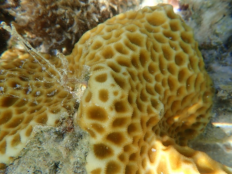 , Stony Coral - Favites halicora, Favites halicora