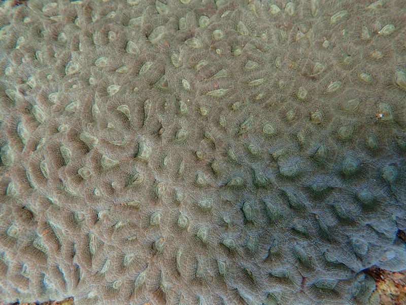 , Knob Coral - Favites rotundata, Favites rotundata