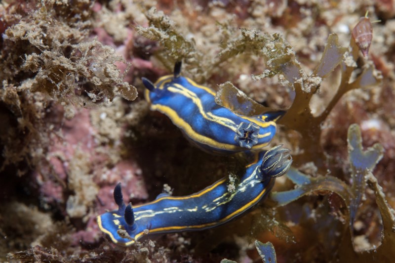 , Nudibranch, Felimare bilineata