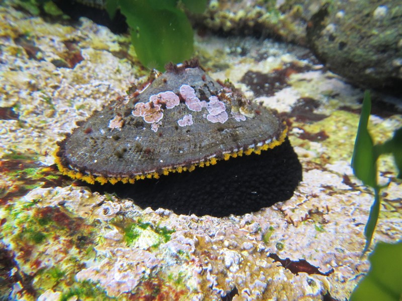 , Keyhole Limpet - Fissurella latimarginata, Fissurella latimarginata