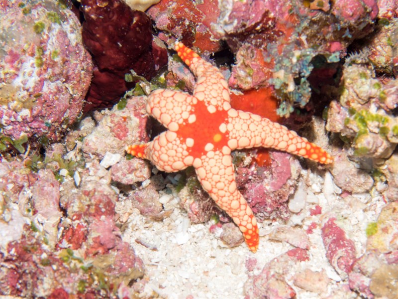 , Nodous Sea Star, Fromia nodosa