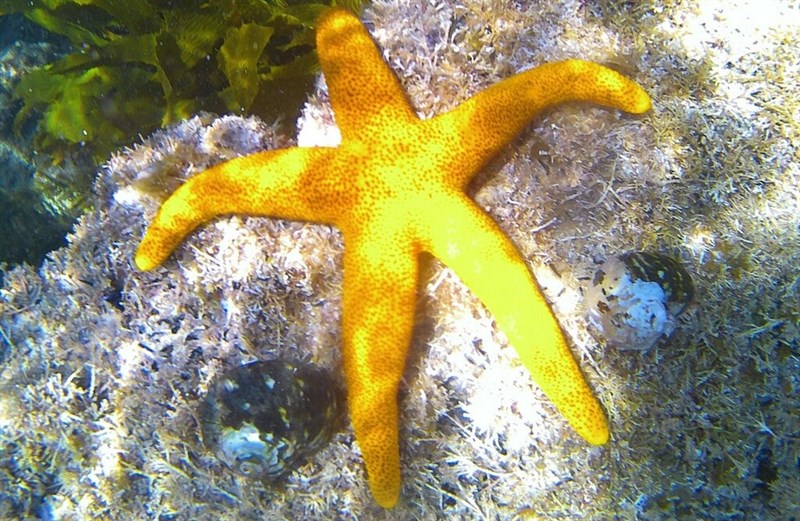 , Sea Star, Starfish, Many Pored Star, Fromia polypora