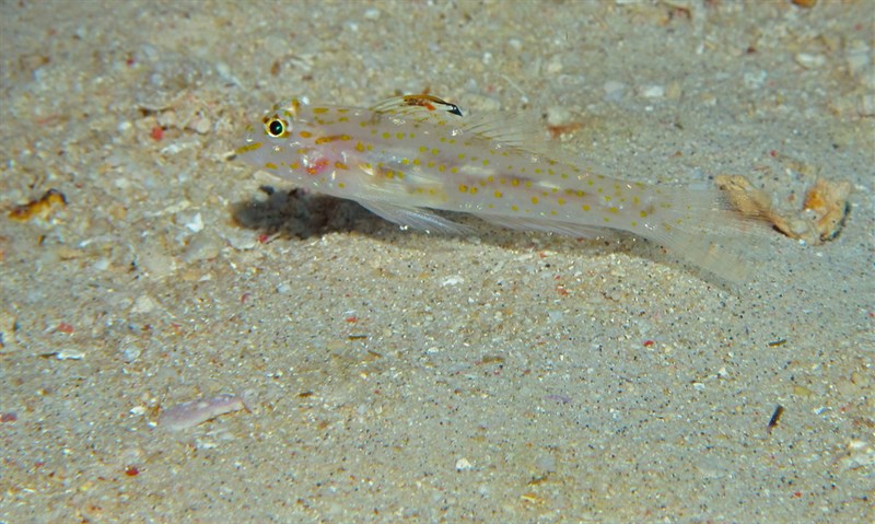 Goldspot sandgoby, Goldspot Sandgoby, Golden Sandgoby, Fusigobius aureus