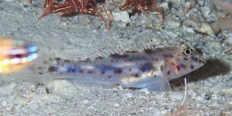 Large sandgoby, Large Sandgoby, Fusigobius maximus