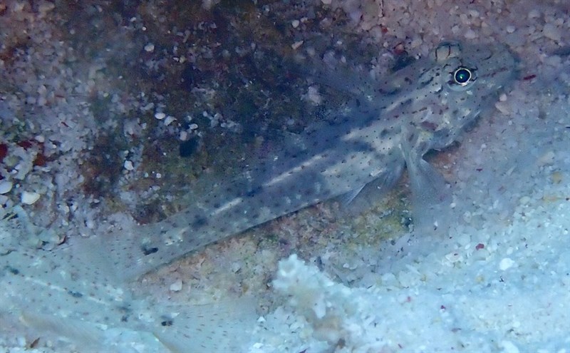 Common fusegoby, Common Fusegoby, Fusigobius neophytus