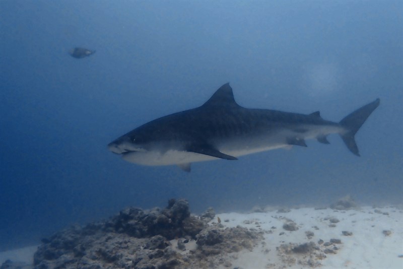 Tiger shark, Tiger Shark, Galeocerdo cuvier