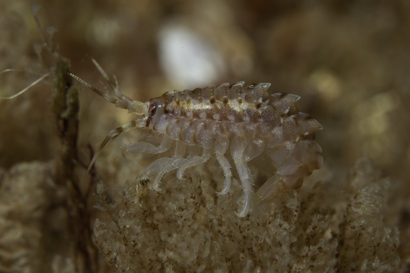 , Amphipod, Gammarellus homari