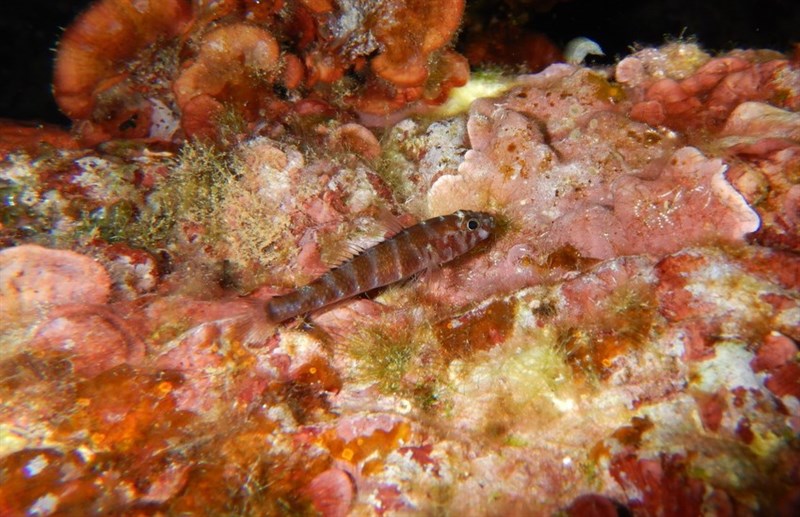 Steinitz's goby, Steinitz's Goby - Gammogobius steinitzi, Gammogobius steinitzi