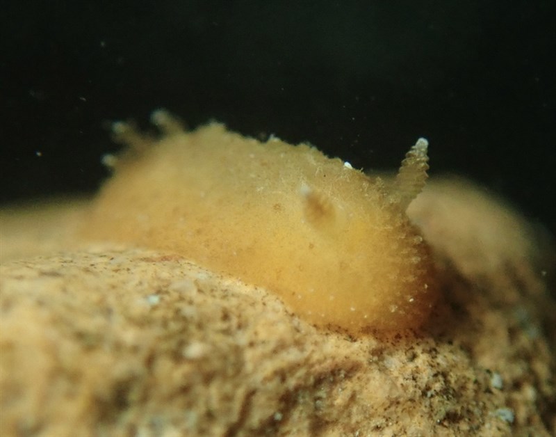 , Nudibranch, Geitodoris mavis