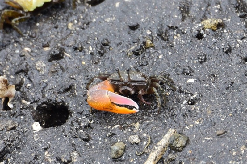 , Jocelyn's Fiddler Crab, Gelasimus jocelynae