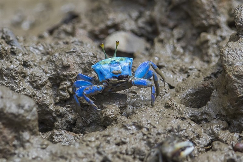 , Tetragonal Fiddler Crab, Gelasimus tetragonon