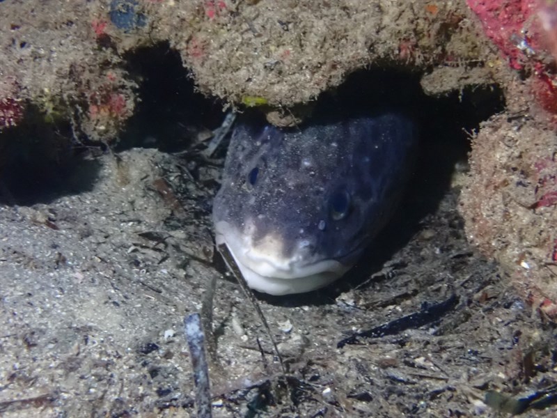 Rock ling, Genypterus tigerinus, Genypterus tigerinus