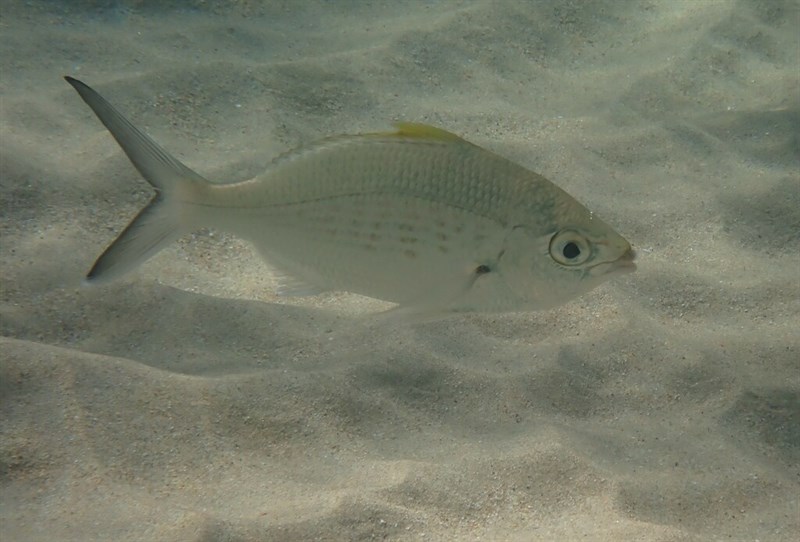 Strongspine silver-biddy, Strongspine Silver-biddy - Gerres longirostris, Gerres longirostris