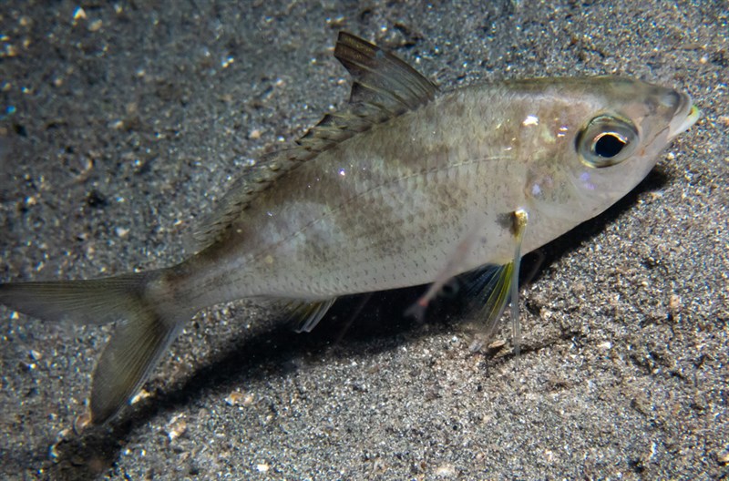 Common silver-biddy, Common Silver-biddy, Gerres oyena