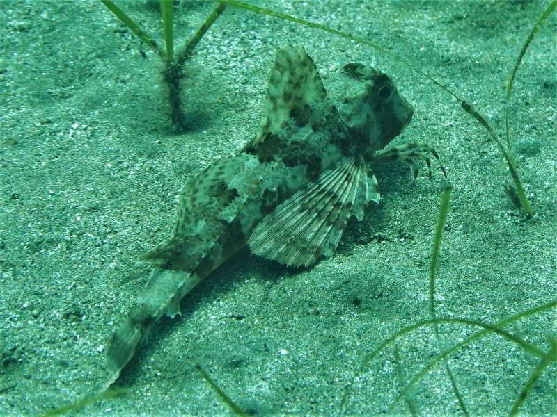 Gestreifter-Knurrhahn-Trigloporus-lastoviza-Chelidonichthys-lastoviza-Bild-tauchen-kanaren-kanarische-inseln-Mittelmeer-