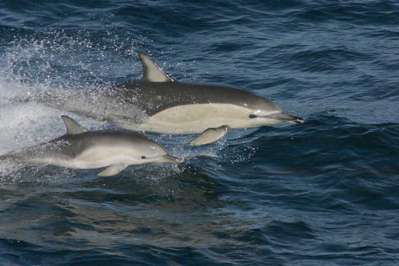 Gewöhnlicher-Gemeiner-Delfin-Delphinus-delphis-Kanaren-Kanarische-Inseln-Teneriffa-Walarten-Gran-Canaria-Delfine-Arten-Fuerteventura-Wale-Lanzarote-La-Palma-Gomera-El-Hierro