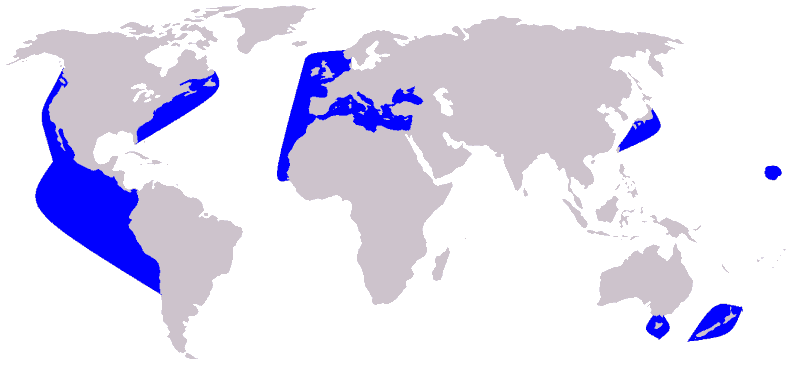 Gewöhnlicher-Gemeiner-Delfin-Delphinus-delphis-Verbreitung-Karte-Vorkommen