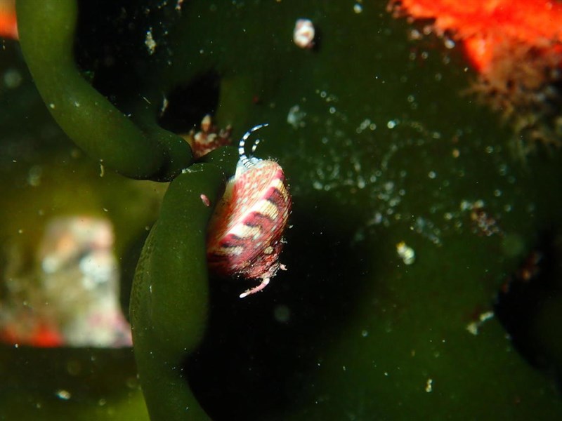 , Gibbula capensis