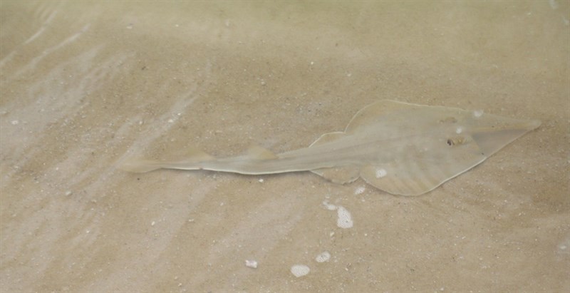 Blackchin guitarfish, Glaucostegus cemiculus, Glaucostegus cemiculus