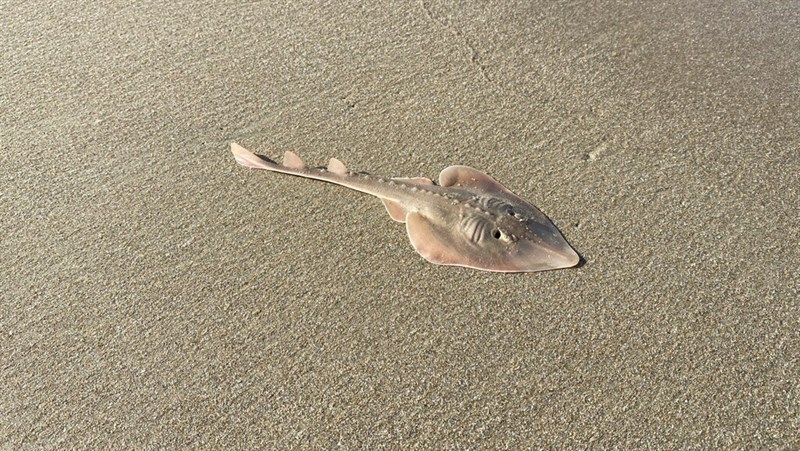 Widenose guitarfish, , Glaucostegus obtusus