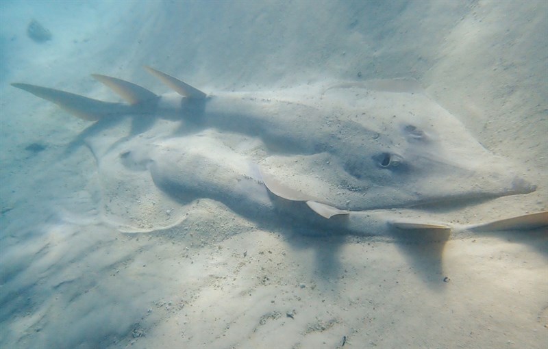 Giant shovelnose ray, Giant Shovelnose Ray, Common Shovelnose Ray, Common Shovelnosed-ray, Glaucostegus typus