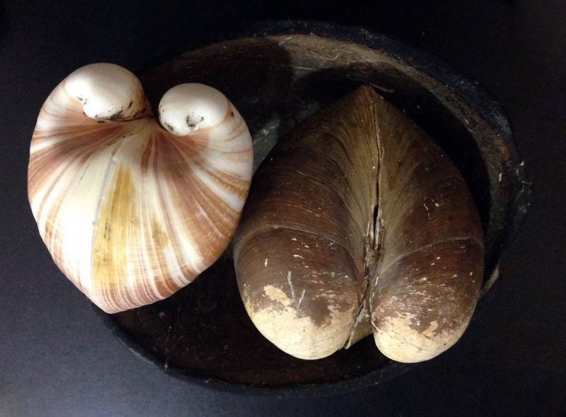 , Ox-heart Clam, Heart Cockle, Glossus humanus