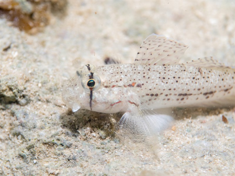 Eye-bar goby, Eye-bar Goby, Eyebar Goby, Gnatholepis anjerensis