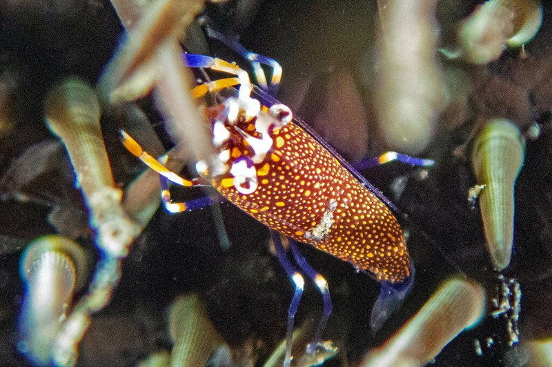 , Spotted Bumblebee Shrimp, Gnathophyllum modestum