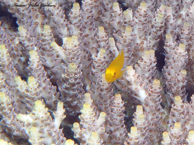 Okinawa goby, Okinawa Goby, Yellow Coral Goby, Yellow Coralgoby, Gobiodon okinawae