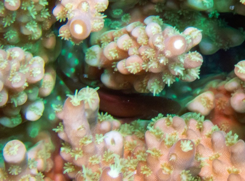 Five-lined coral goby, Five-lined Coral Goby, Gobiodon quinquestrigatus