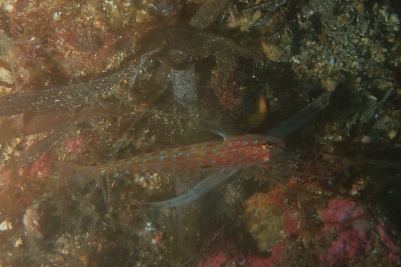 Kolombatovic’s goby, Goatfish - Gobius kolombatovici, Gobius kolombatovici