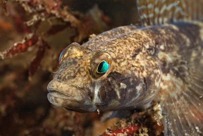 Black goby, Black Goby, Gobius niger