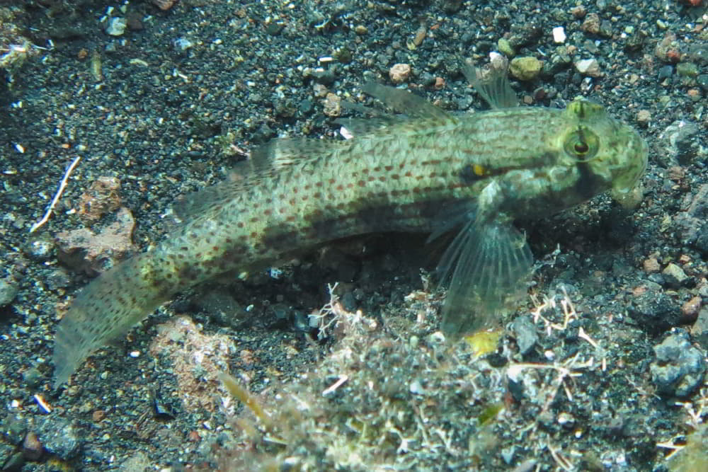 Goldpunktgrundel - Gnatholepis thompsoni