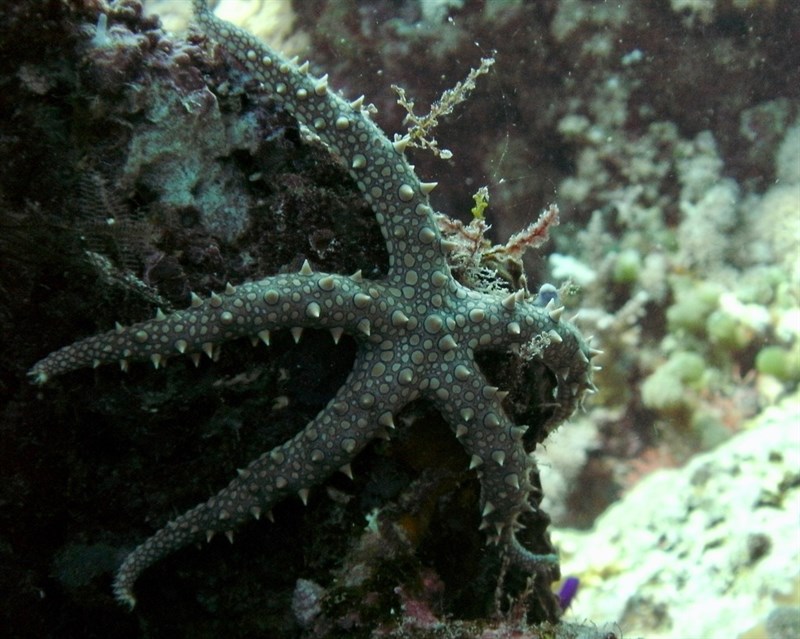 , Egyptian Sea Star, Egyptian Brittle Star, Gomophia egyptiaca