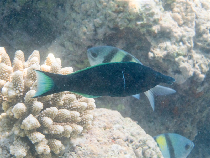 Green birdmouth wrasse, Birdfish, Bird Wrasse, Blue Green Bird Wrasse, Checkerboard Wrasse, Green Birdmouth Wrasse, Indian Ocean Bird Wrasse, Gomphosus caeruleus