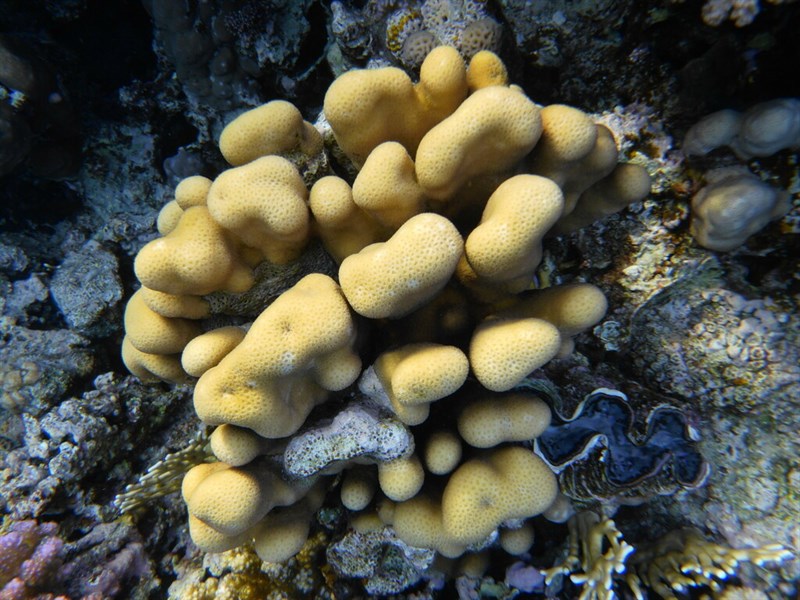 , Knob Coral - Goniastrea stelligera, Goniastrea stelligera