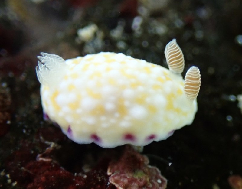 , White-Bump Nudibranch - Goniobranchus albopustulosus, Goniobranchus albopustulosus