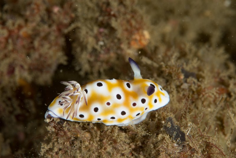 , Nudibranch, Goniobranchus cavae