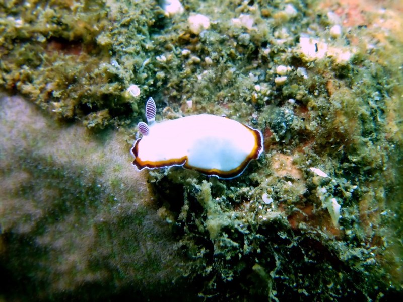 , Nudibranch, Goniobranchus fabulus