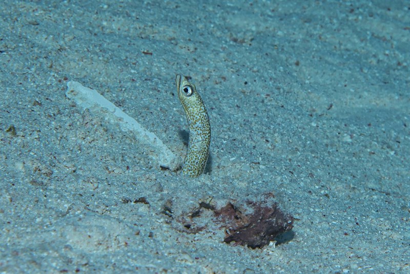 , Red Sea Garden Eel, Gorgasia sillneri