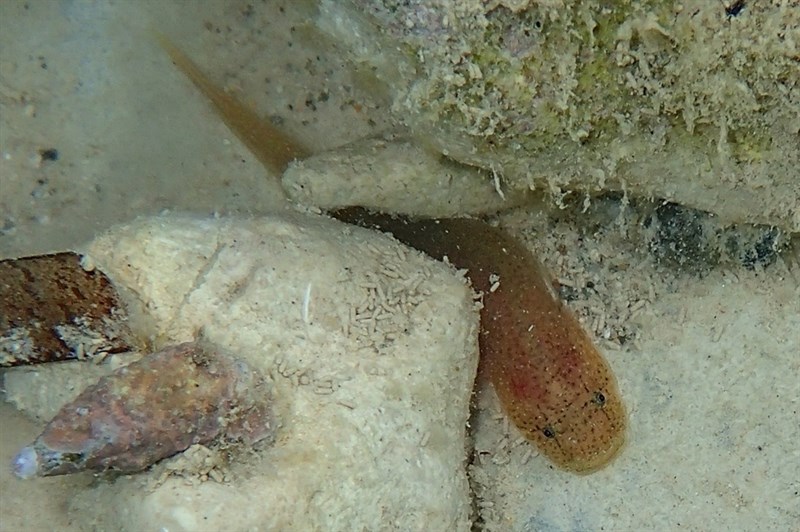 Oriental blunt-snouted clingfish, Gouania orientalis, Gouania orientalis